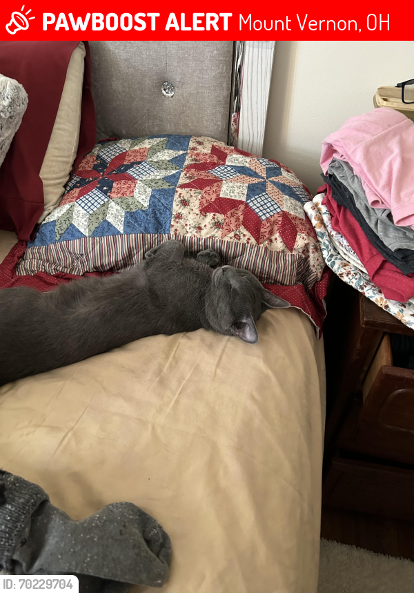 Lost Male Cat last seen Near Taylor rd , Mount Vernon, OH 43050