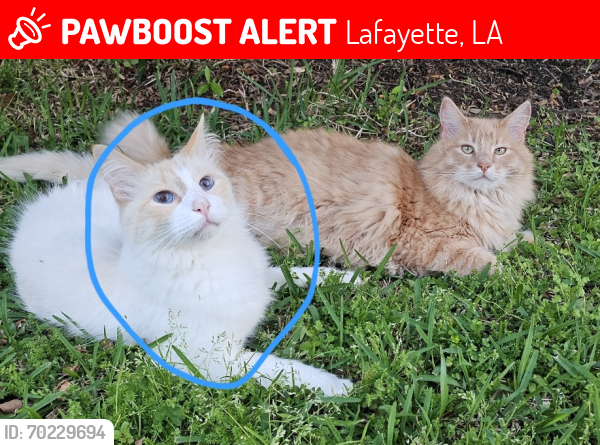 Lost Male Cat last seen Lafayette High School- Vital St, Lafayette, LA 70506