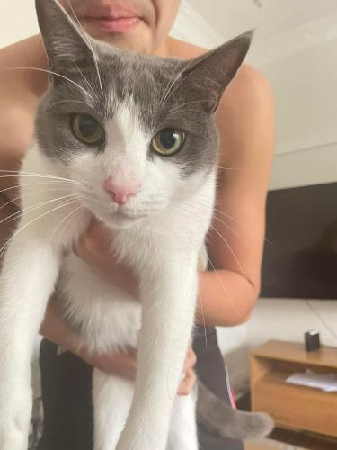 Lost Male Cat last seen Evelyn st , South Coogee, NSW 2034