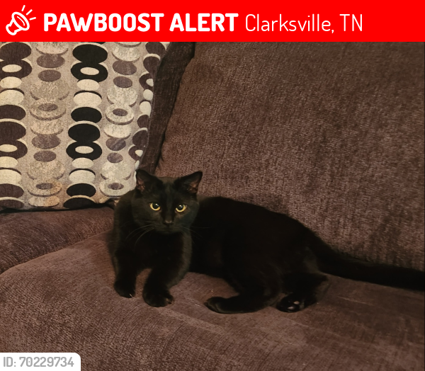 Lost Male Cat last seen Harding Dr. Clarksville TN, Clarksville, TN 37042