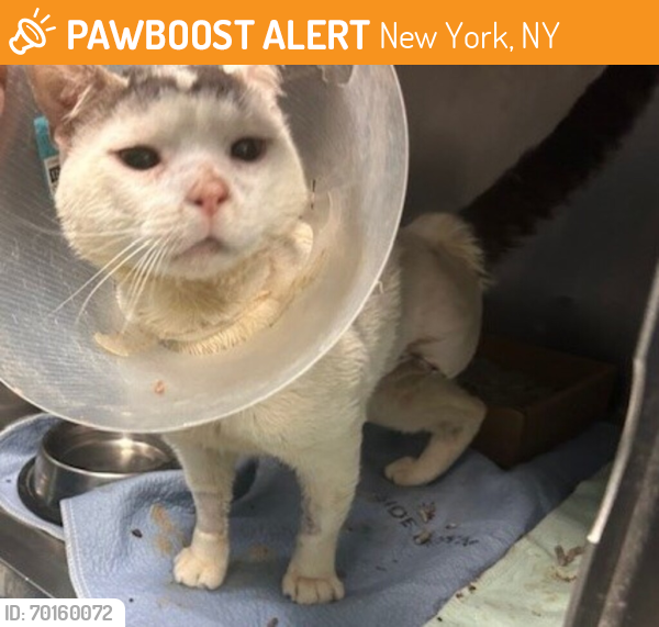 Shelter Stray Male Cat last seen Myrtle Avenue, WOODHAVEN, NY, 11421, New York, NY 11208