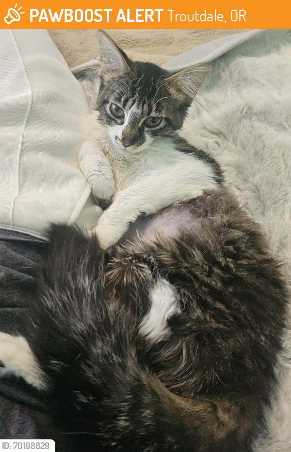Shelter Stray Female Cat last seen Near NE 67th Avenue, OR, Troutdale, OR 97060