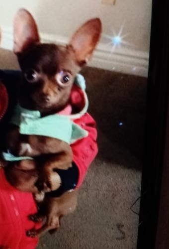 Lost Male Dog last seen Colden and Broadway, Los Angeles, CA 90003