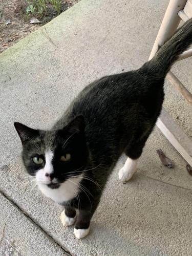 Lost Male Cat last seen McCart Cir , Jackson, GA 30233