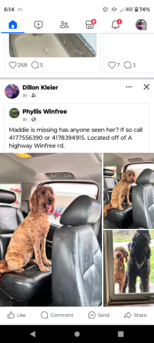 Lost Female Dog last seen Aa highway , Billings, MO 65610