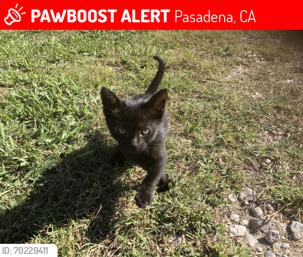 Lost Female Cat last seen Off 210 side of road, approx. 1/4 mile east of Rosemead Blvd Exit, Arcadia, CA 91006