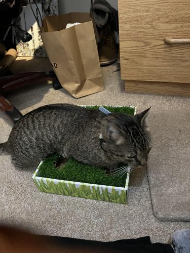 Lost Male Cat last seen Newcomb and Carruthers, Albuquerque, NM 87111