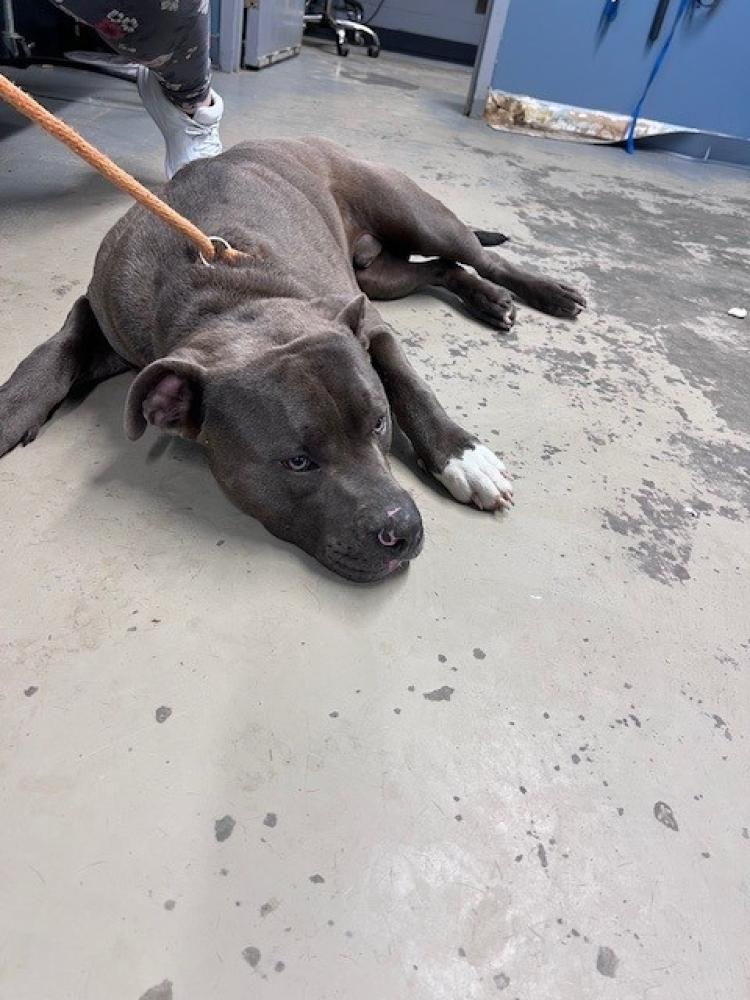 Shelter Stray Male Dog last seen Near BLOCK TRINIDAD DR, TALLAHASSEE FL 32305, Tallahassee, FL 32311
