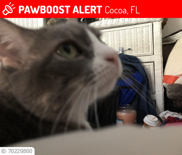 Lost Female Cat last seen Ivy, Dixon,ivy , Cocoa, FL 32922