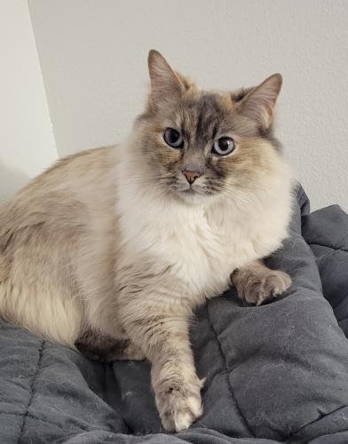 Lost Female Cat last seen Jordan river, Salt Lake City, UT 84116