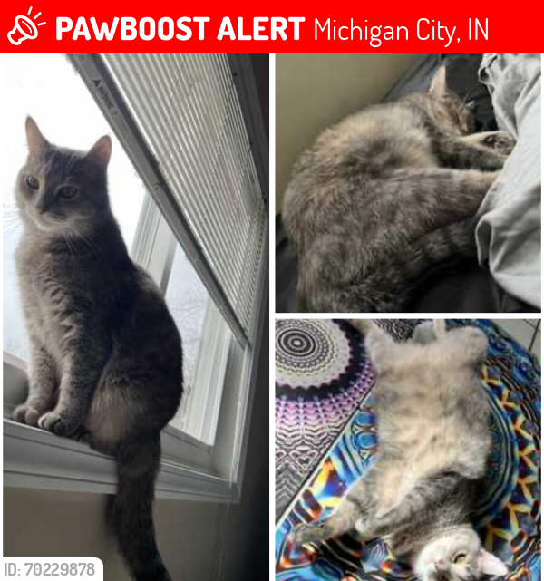 Lost Female Cat last seen Washington Park Boulevard , Michigan City, IN 46360