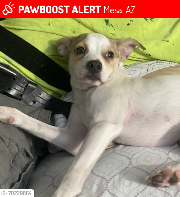Lost Male Dog last seen Extension and 1st ave, Mesa, AZ 85201
