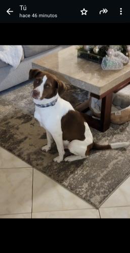 Lost Male Dog last seen 8th st, Coral Gables, FL 33134