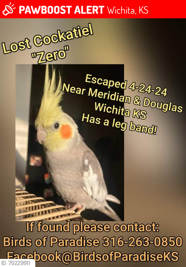 Lost Unknown Bird last seen Douglas and meridian, Wichita, KS 67213