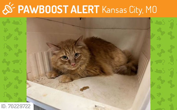 Shelter Stray Male Cat last seen Near N Hickory, 64118, MO, Kansas City, MO 64132