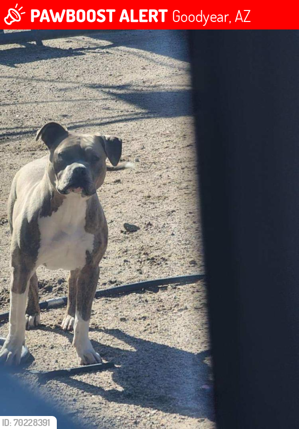Lost Female Dog last seen  W Watson.rd, Goodyear, AZ 85323