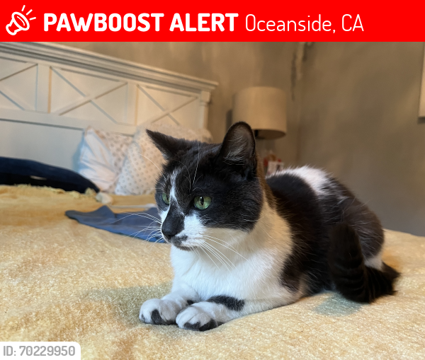 Lost Female Cat last seen Marlado highlands park , Oceanside, CA 92058