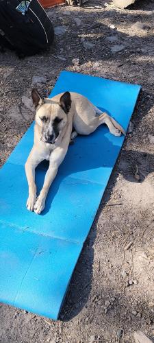Lost Female Dog last seen 43rd ave and Union Hills Dr, Phoenix, AZ 85308