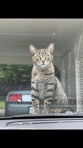 Lost Male Cat last seen Dave’s Mountain, Asheboro NC - specifically Laura Court, Asheboro, NC , Asheboro, NC 27205