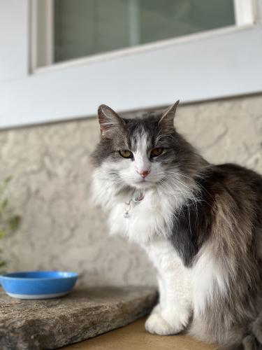 Lost Female Cat last seen East Ave. J5 and Challenger Way, Lancaster, CA 93535