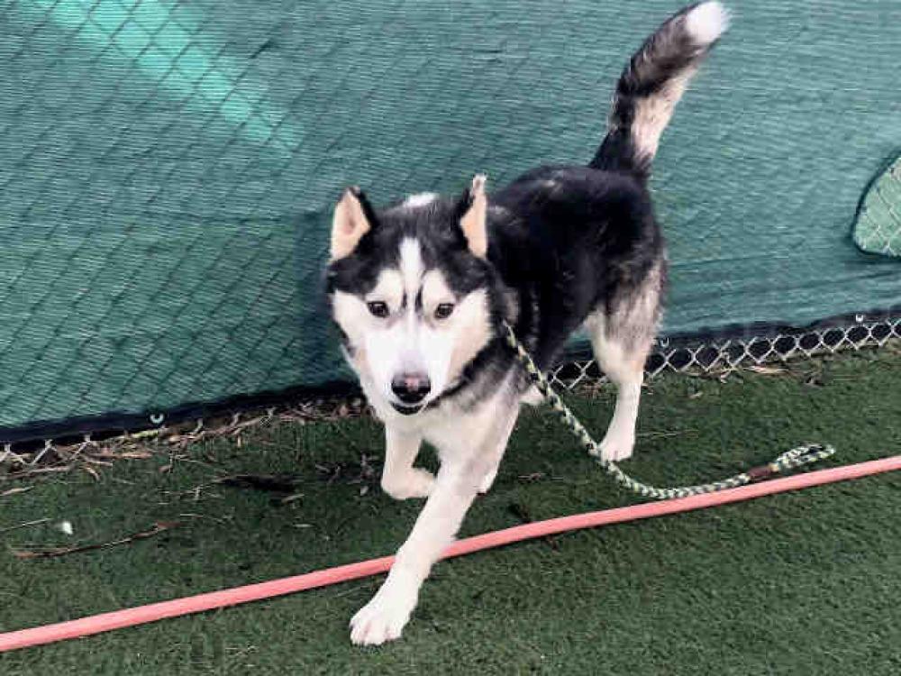 Shelter Stray Male Dog last seen , Bonita, CA 91902