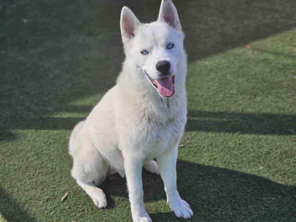 Shelter Stray Male Dog last seen LOS HERMANOS AND PARADISE MTN, Bonita, CA 91902