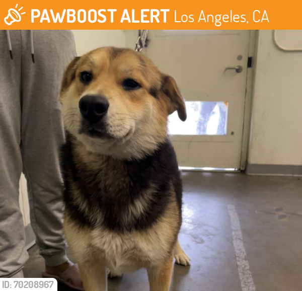 Shelter Stray Female Dog last seen , Los Angeles, CA 90047