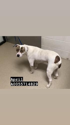 Found/Stray Female Dog last seen Martin st, Fort Worth, TX 76112
