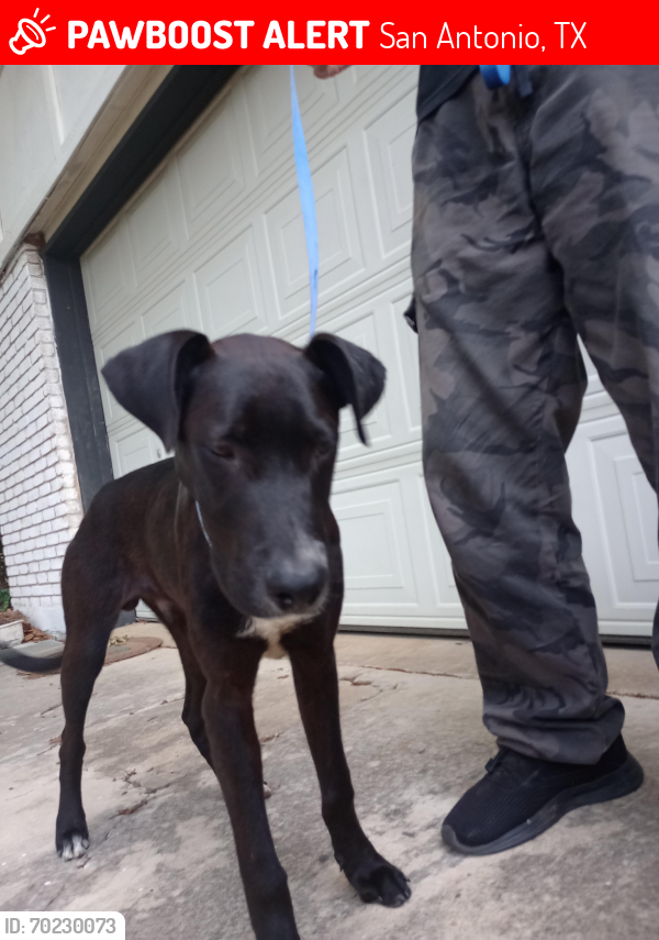 Lost Male Dog last seen Near St , San Antonio, TX 78226
