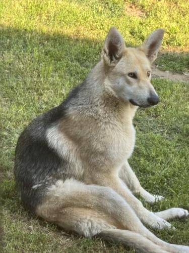 Lost Female Dog last seen Cypress/Future, Los Angeles, CA 90065