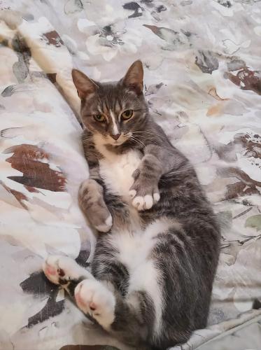Lost Female Cat last seen Dover Ave & White Water Drive, Port Dover, ON N0A 1N9