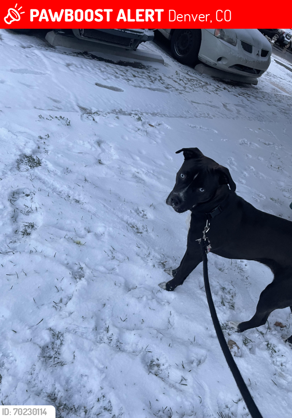 Lost Male Dog last seen 88th and faraday, Denver, CO 80229