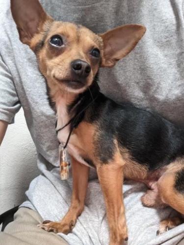 Lost Male Dog last seen Hollow center streets, Culver City, CA 90232