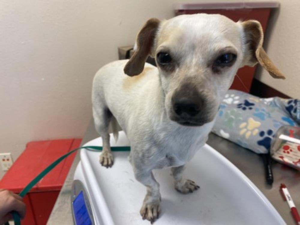 Shelter Stray Male Dog last seen , TX , Mesquite, TX 75149