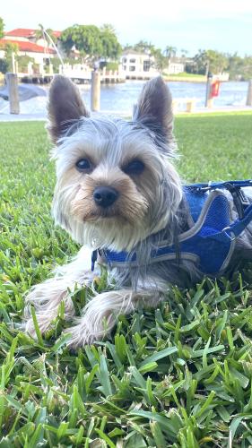 Lost Male Dog last seen Lyons Road and Glades Road, Boca Raton, FL 33434