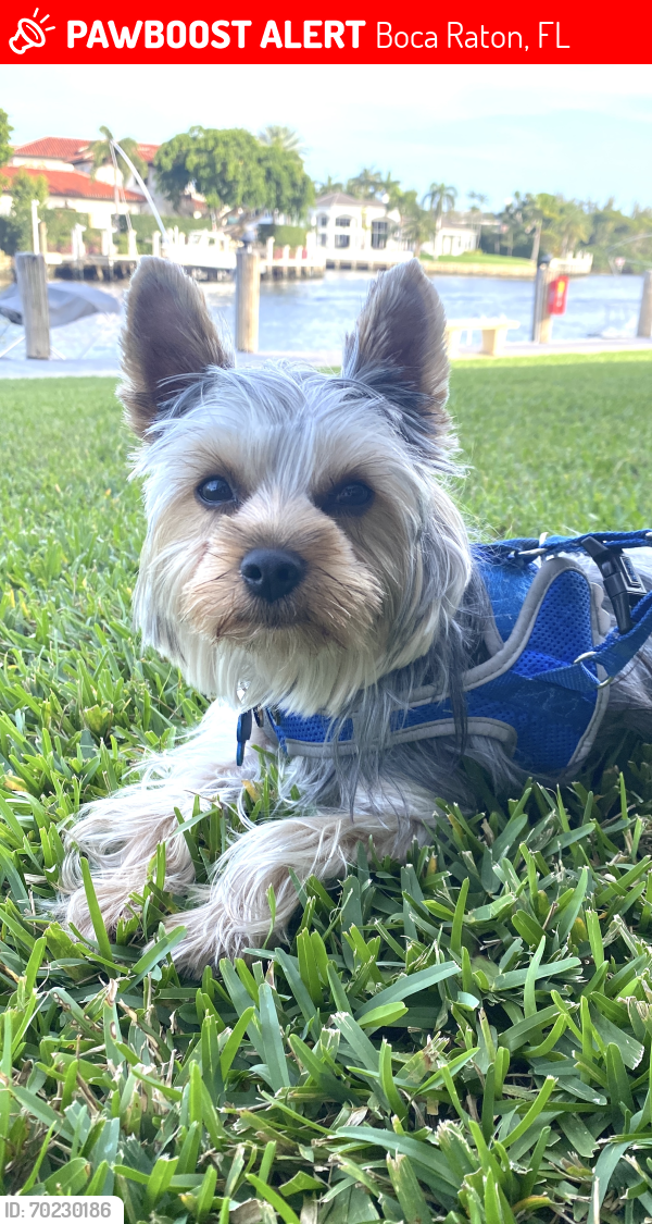 Lost Male Dog last seen Lyons Road and Glades Road, Boca Raton, FL 33434