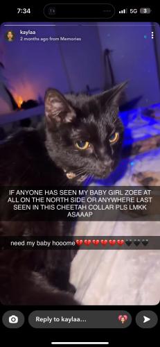 Lost Female Cat last seen North side!, Midland, TX 79707