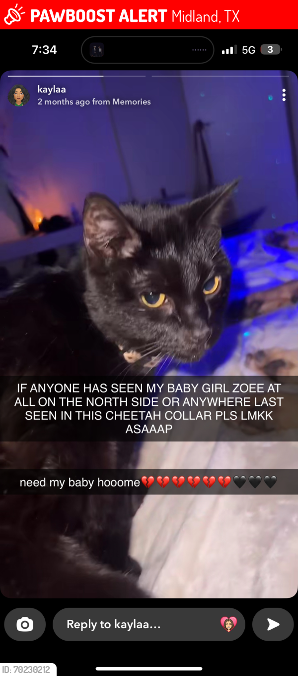 Lost Female Cat last seen North side!, Midland, TX 79707