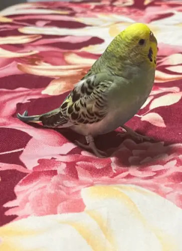 Lost Female Bird last seen 79th street woodhaven near forest park new york 11421, Queens, NY 11421