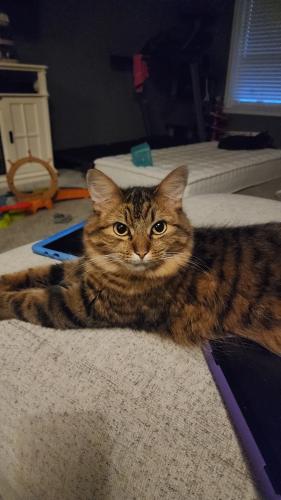 Lost Female Cat last seen Westbrook Dr and Foothill Blvd, Rogue River, OR 97537