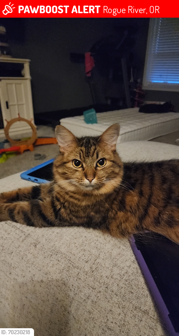 Lost Female Cat last seen Westbrook Dr and Foothill Blvd, Rogue River, OR 97537