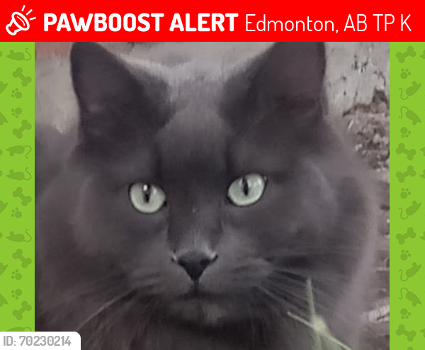 Lost Male Cat last seen Edmonton , Edmonton, AB T5P 0K6