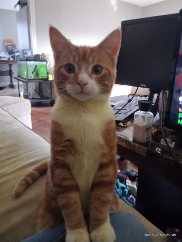 Lost Male Cat last seen Rosell Rd , New Haven, MI 48048