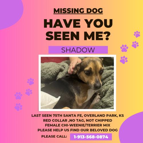 Lost Female Dog last seen 75th and Santa Fe, Overland Park, KS 66204