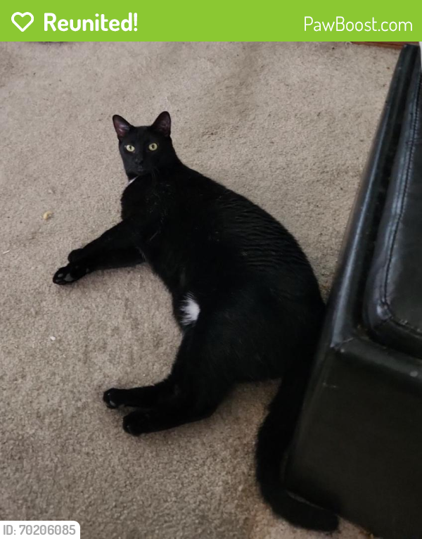 Reunited Male Cat last seen E Mesa Dr and Yucca, Florence, AZ 85132