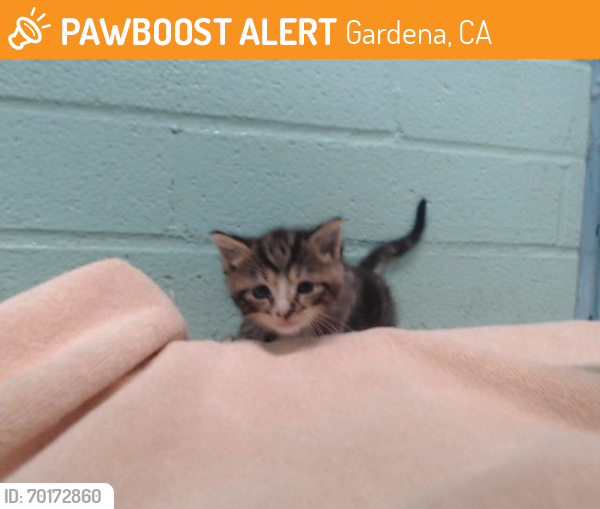 Shelter Stray Male Cat last seen , Gardena, CA 90248