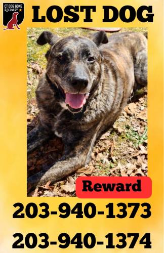 Lost Male Dog last seen Near Evergreen Ave , Hamden, CT 06518