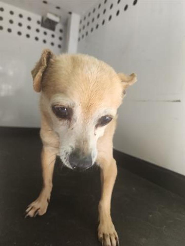 Shelter Stray Male Dog last seen Near BLOCK TAFT HWY, BAKERSFIELD,CA, Bakersfield, CA 93307