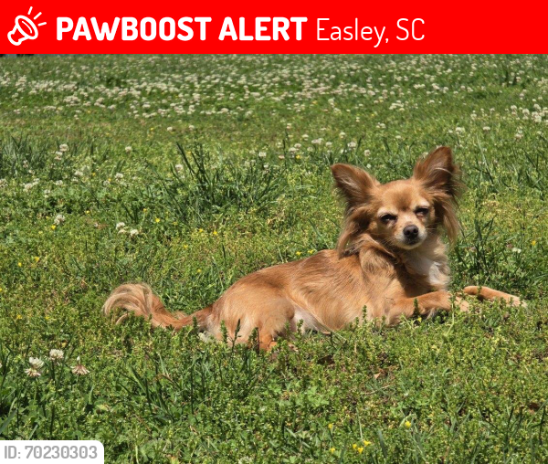 Deceased Female Dog last seen Near Gentry Memorial Hwy, Easley, SC 29640, USA, Easley, SC 29640