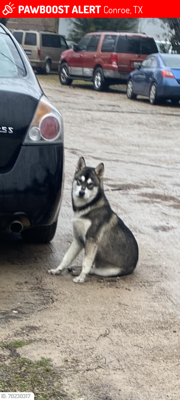 Lost Male Dog last seen cory st , Conroe, TX 77301